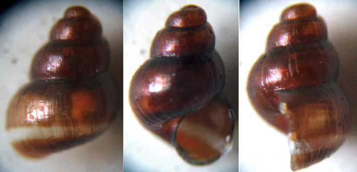 Rudolphsetia  fusca?